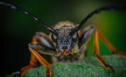Las Repentinas Infestaciones Masivas de Bichos