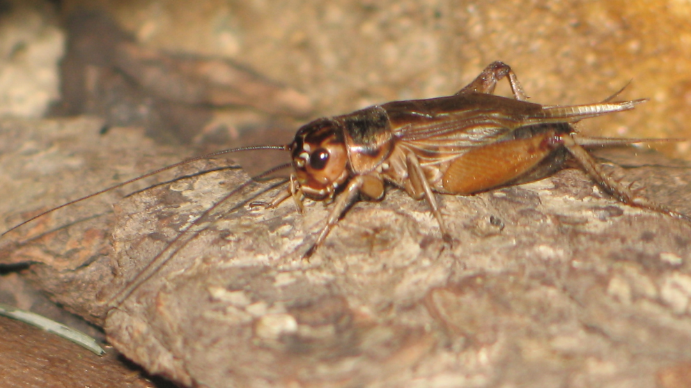 Algunos invasores ocasionales: los grillos