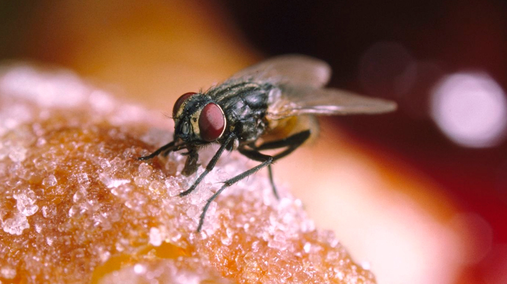 Las moscas: vectores de enfermedades en humanos